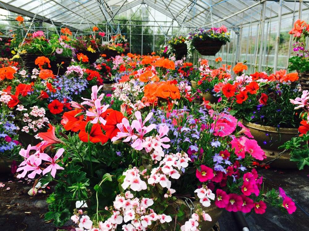 Greenhouse